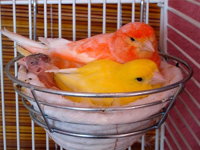 Содержание канареек и уход за ними в Велиже