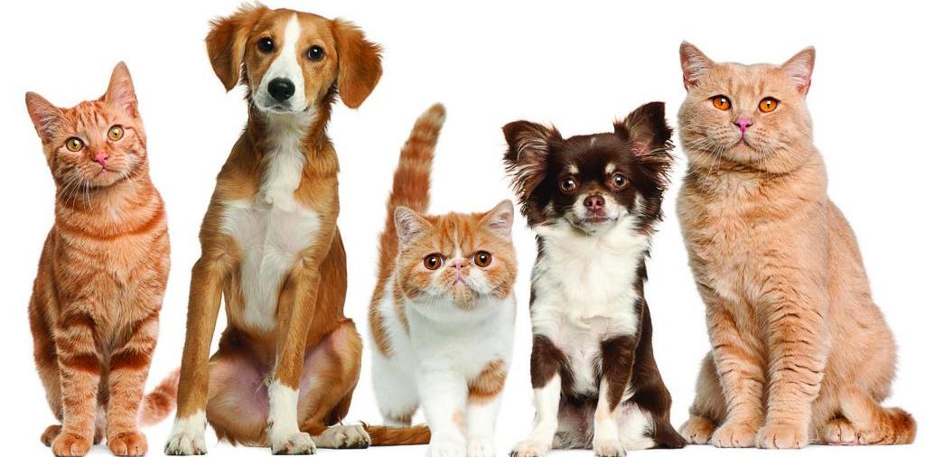 Доска объявлений о животных | ЗооТом - продажа, вязка и услуги для животных в Велиже