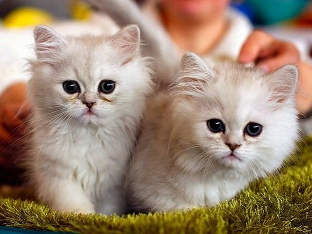 Породы кошек в Велиже | ЗооТом портал о животных