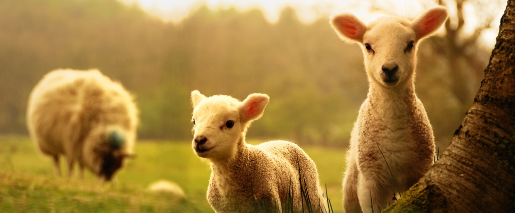 Объявления о сельскохозяйственных животных | ЗооТом - продажа, вязка и услуги для животных в Велиже