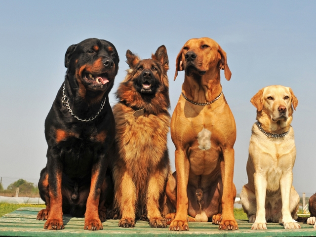 Крупные породы собак в Велиже | ЗооТом портал о животных