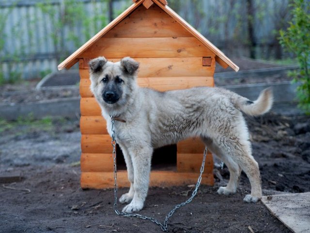 Все о собаках в Велиже Все о собаках в Велиже
